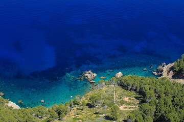 coral reef in the sea