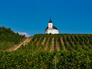 Vineyard in Tokaj region, Hungary