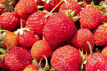 juicy and appetizing strawberries in the sun