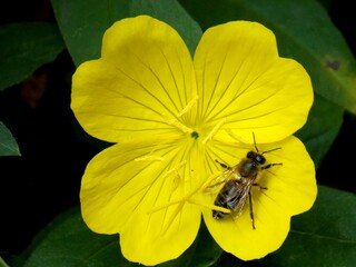 bee on a yellow flower