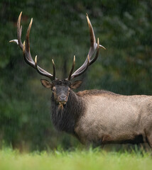 Elk during the rut season 