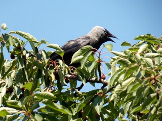 black jackdaw on a cherry tree