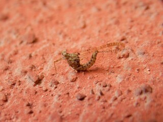 Small strange bug on the wall