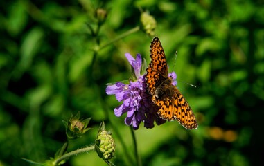 butterfly on flower