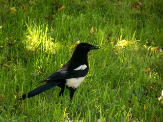 one magpie on the grass