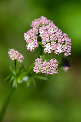 Macrophotographie de fleur sauvage - Valériane dioïque rose - Valeriana dioica