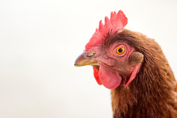 chicken portrait white background