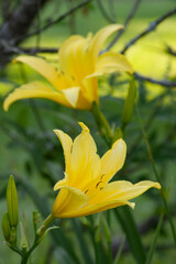 yellow lilies