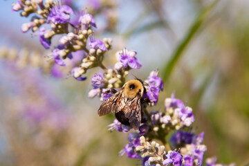 bumblebee on chaste tree