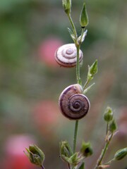 small snails on the plant