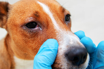 Sick dog with infected crusty eyes examination. Inspection, blepharitis. Close up of redness and bump in the eye of a dog. conjunctivitis eyes of dog.