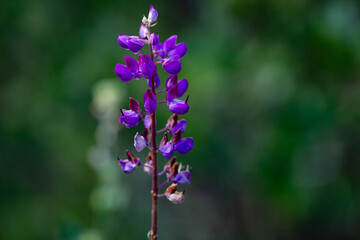 Obraz premium Botanical postcard: beautiful violet lupin flower on green backround, copy space
