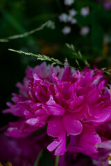 Close-up of huge dark pink peony in the garden, botanical concept