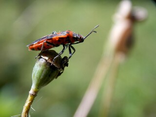 red beetle on tulip seeds