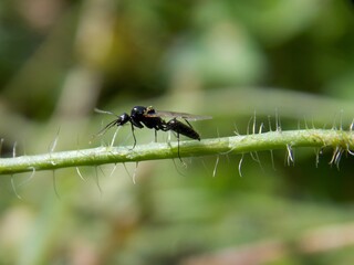 a small black beetle on a plant
