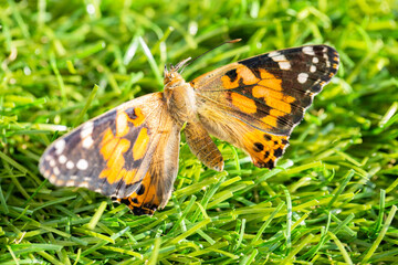 Butterfly Life Cycle