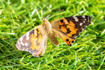 Butterfly Life Cycle