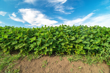 Fototapeta na wymiar Field of soybean, growing under blue sky in summer