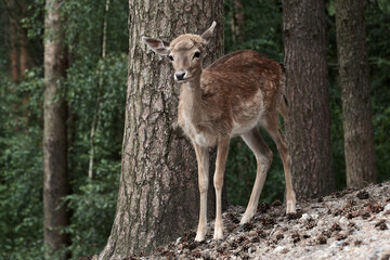 Naklejka na ściany i meble Female fallow deer (Dama dama) in the forest