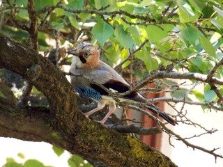 a bird on a branch