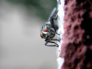 a fly on the wall
