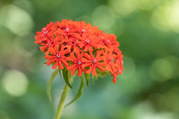 Maltese-cross flower (Lychnis chalcedonica)