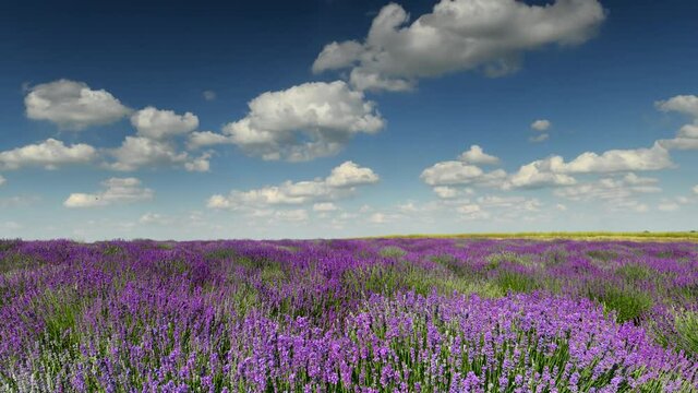 Timelapse of beautiful day over lavender field