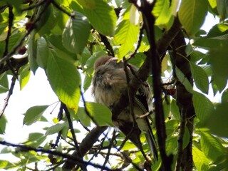 the bird cleans its feathers