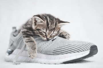 Portrait of a cute tabby kitten sleeping in shoes