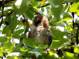the bird cleans its feathers