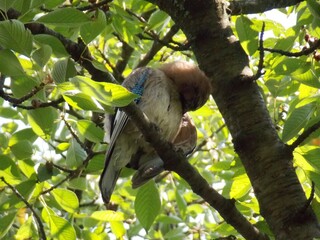 the bird cleans its feathers