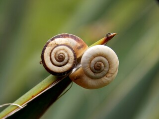 two snails on a plant