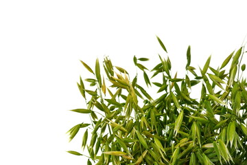 Fototapeta premium Bunch of green oats isolated on a white background. Oat ears. bouquet of fresh green oat seeds close up isolated.
