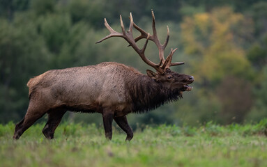 Elk during the rut season 