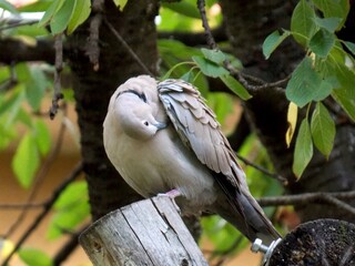 the pigeon cleans its feathers