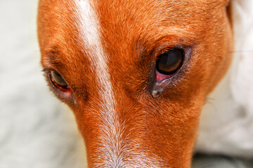 Close up of redness and bump in the eye of a dog. conjunctivitis eyes of dog. Medical and Health...