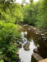 Obraz premium river in the forest