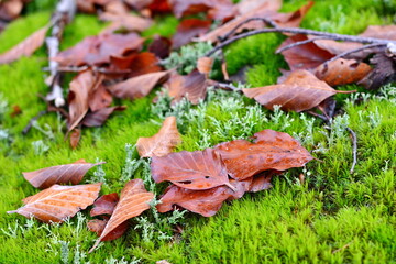 Lush green moss with dry leaves in the forest. Autumn background with green textured moss and yellow autumn leaves. Forest in November with wet fluffy moss and red beautiful leaves.