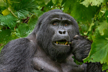 Silverback Mountain Gorilla, in Bwindi, Uganda