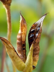 small black seeds of the plant