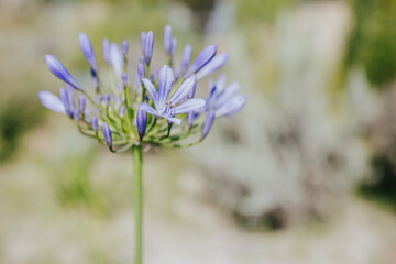 Fleur mauve dans le jardin