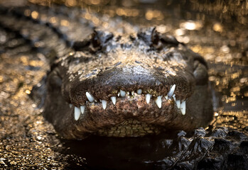 Alligator in Florida 