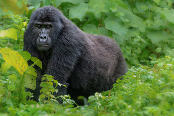 Silverback Mountain Gorilla, in Bwindi, Uganda