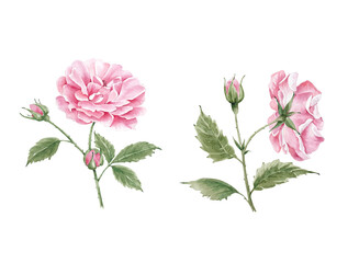 pink garden roses on a white background close-up, watercolor illustration