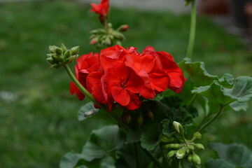 Geranium Pelargonium Flowers in the garden.