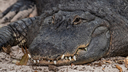 Alligator in Florida 