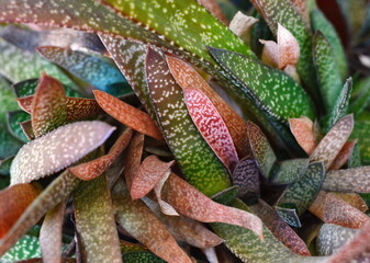 arrangement of multicolored succulents; cactus succulents.