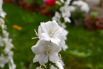 White flower in the garden close up