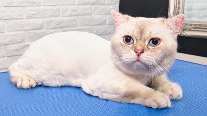 A white cat is lying on the table