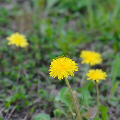 Yellow dandelion flowers (Taraxacum officinale). Dandelions field background on spring sunny day. Blooming dandelion.